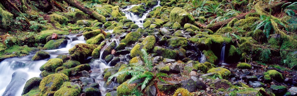 Waterfall in a forest Olympic National Park Olympic Peninsula Washington State USA Canvas Art - Panoramic Images (27 x 9)