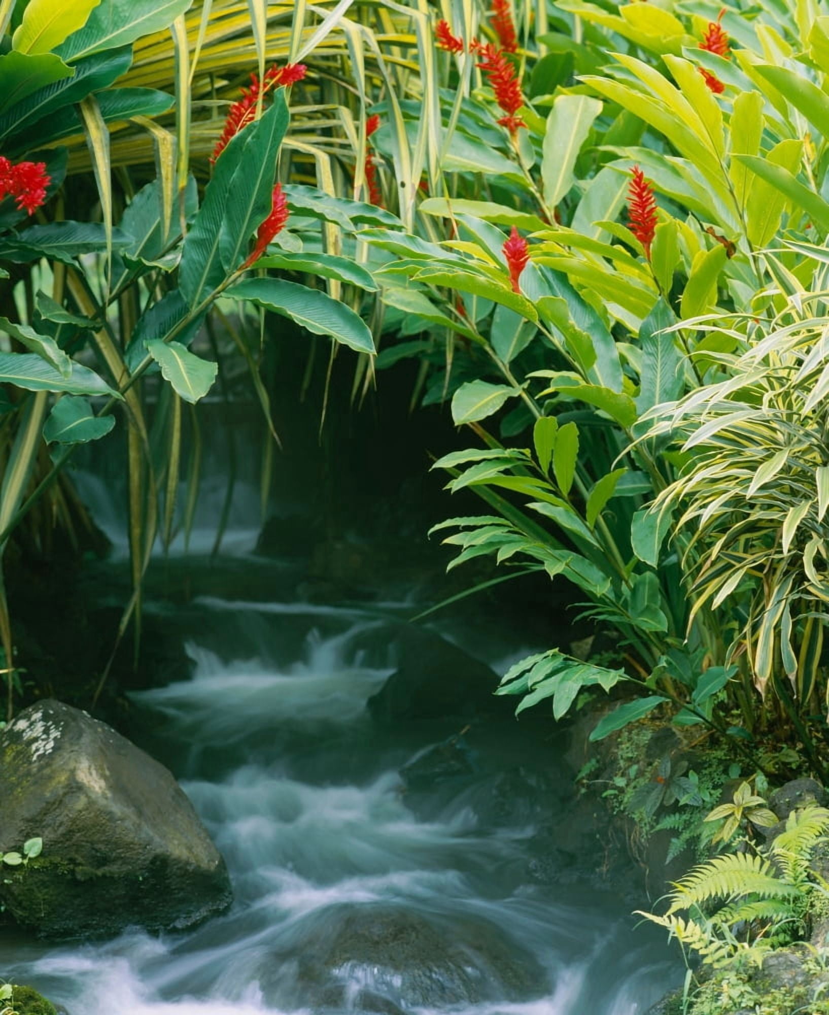 Waterfall in a forest Tabacon Costa Rica Canvas Art - Panoramic Images (27 x 22)