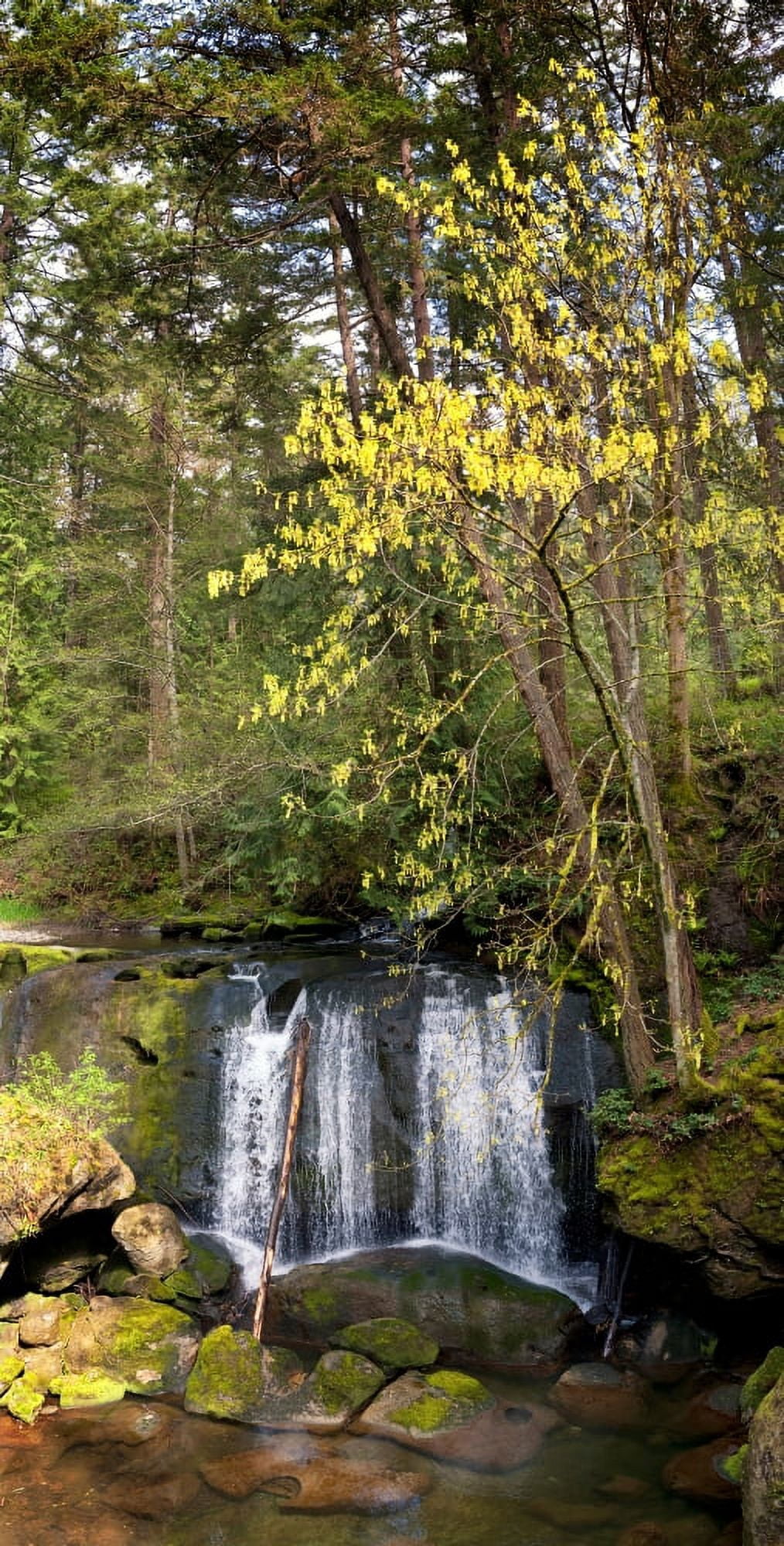 Waterfall in a park Whatcom Creek Whatcom Falls Park Bellingham Whatcom County Washington State USA Canvas Art - Panoramic Images (12 x 36)