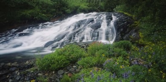 Waterfall in the forest Mt Rainier National Park Washington State USA Canvas Art - Panoramic Images (24 x 12)