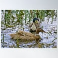 thumbnail image 1 of Waterfowl ~ Exotic ~ Indian Runner Duck Wm6X3Bma By David Irwin Poster Wall Art, Modern Wall Decor For Living Room Bedroom, 16x24 UNFRAMED, 1 of 3