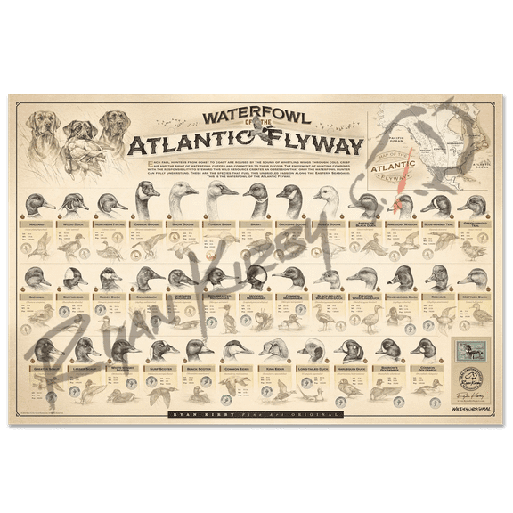 "Waterfowl of the Atlantic Flyway" Paper Art Print