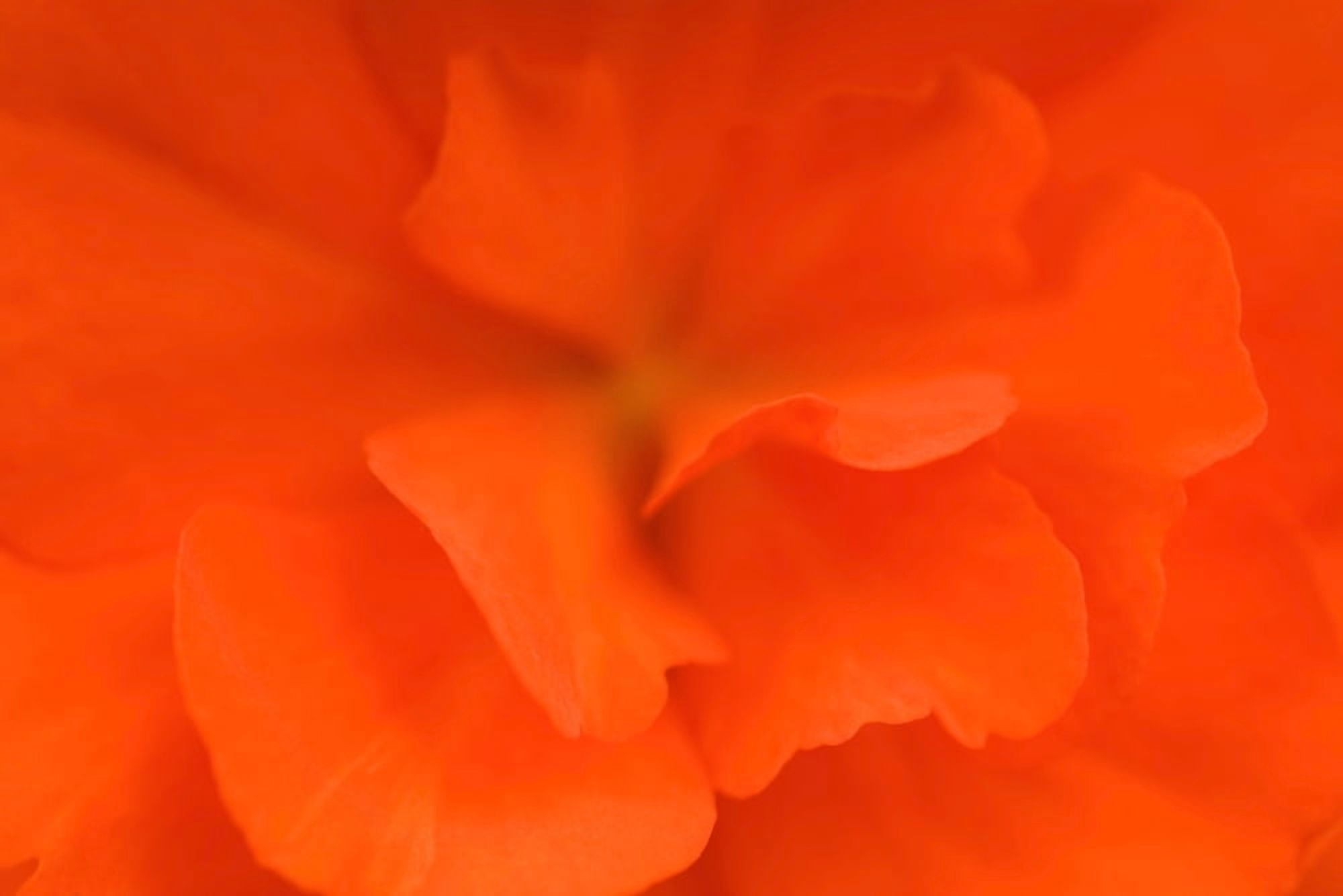 Waterloo Quebec Canada Close-Up Of Red Begonia Canvas Art - David Chapman Design Pics (18 x 12)