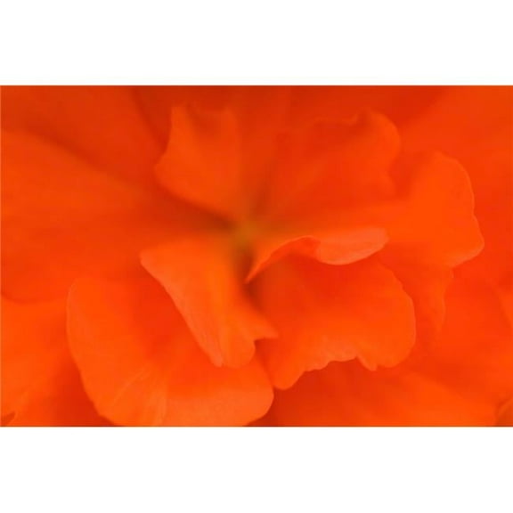 Waterloo Quebec Canada - Close-Up of Red Begonia Poster Print, 18 x 12