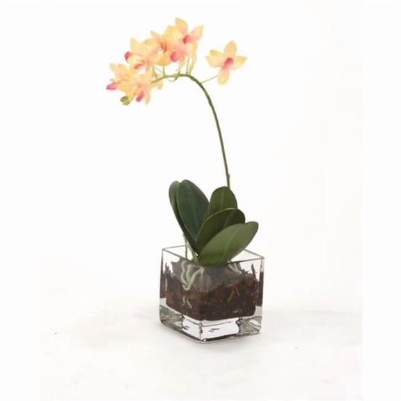 Waterlook Mini Rose Pink Phalaenopsis Orchid in Glass Cube - Pack of 2