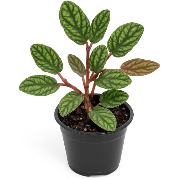 Watermelon Begonia Vine Starter Plant in 2 Inch Pot - Pellionia pulchra