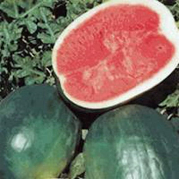 Watermelon, Black Diamond, Heirloom, 200 Seeds, Super Sweet Round Melon