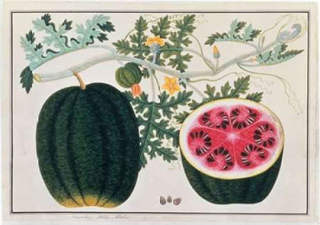 Watermelon Canvas Art - 19th C Anonymous (20 x 28)