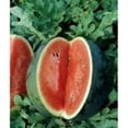 thumbnail image 1 of Watermelon Florida Giant Great Heirloom Garden Vegetable by Seed Kingdom 1 Lb Seeds, 1 of 1