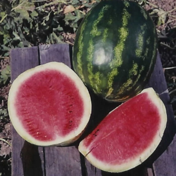Watermelon Garden Seeds - Calsweet - 1 Oz - Non-GMO, Vegetable Gardening Fruit Seeds