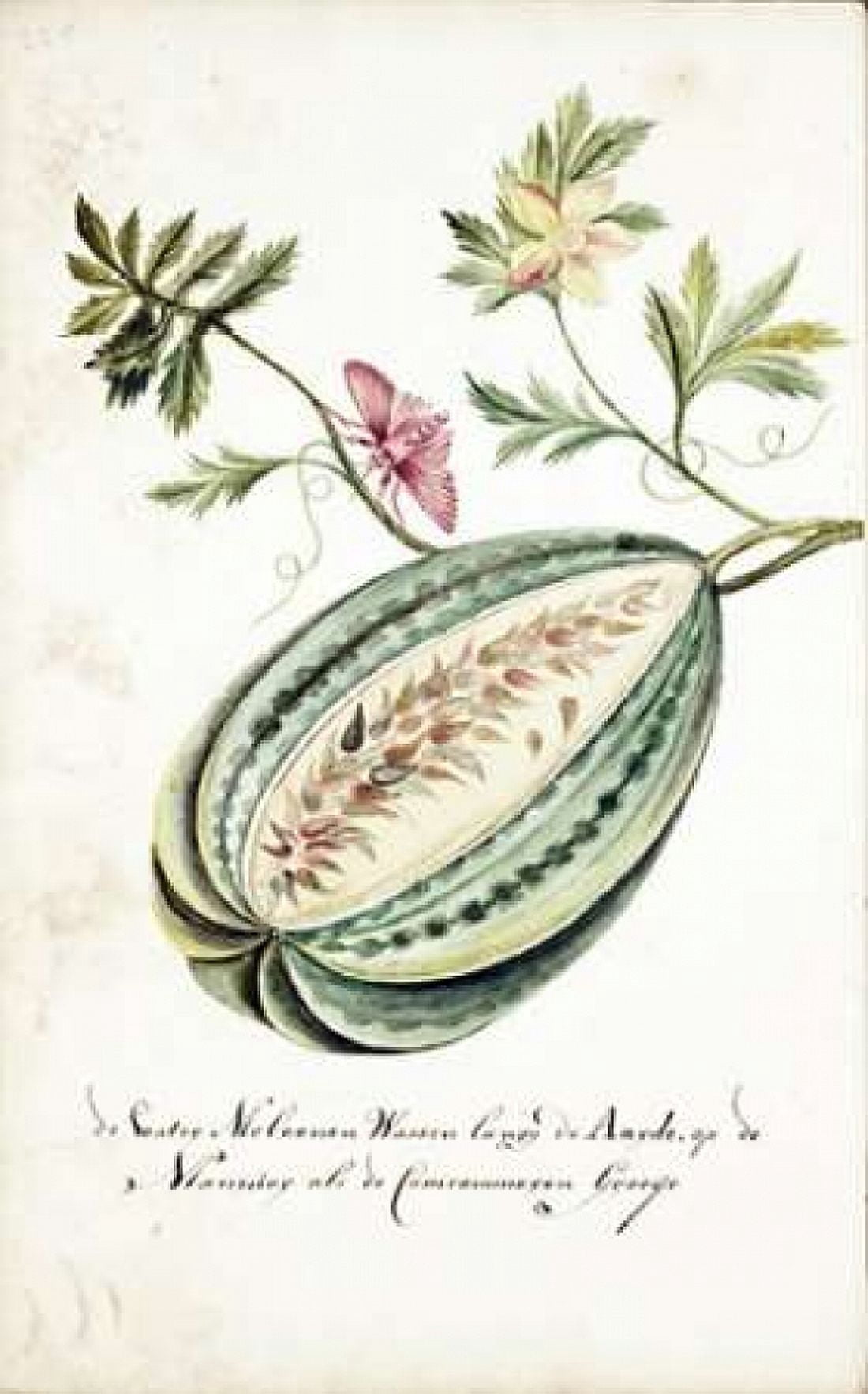 Watermelon Leaves Butterfly Canvas Art - Cornelis Markee (12 x 18)