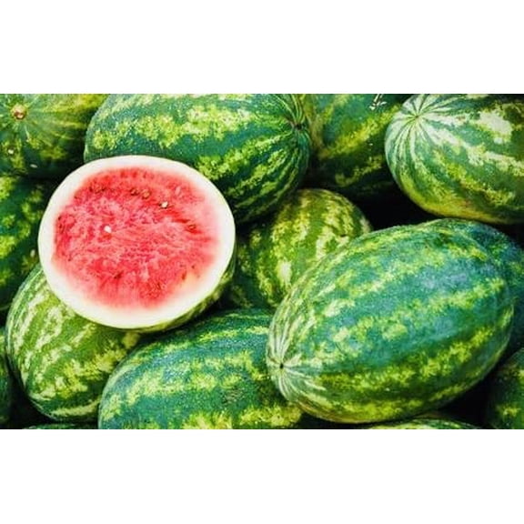 Watermelon Patch Fragrance Oil 8 oz Bottle Premium Grade for Candle and Soap Making by Midway Mercantile