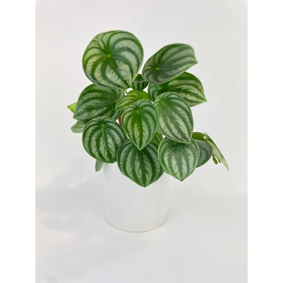 Watermelon Peperomia Argyreia - Live Air-Purifying Indoor Plant in Nursery Pot – Easy Care, Low Maintenance Houseplant for Home & Office Decor, Natural Air Cleaner, Best for Beginners (4"Pot)