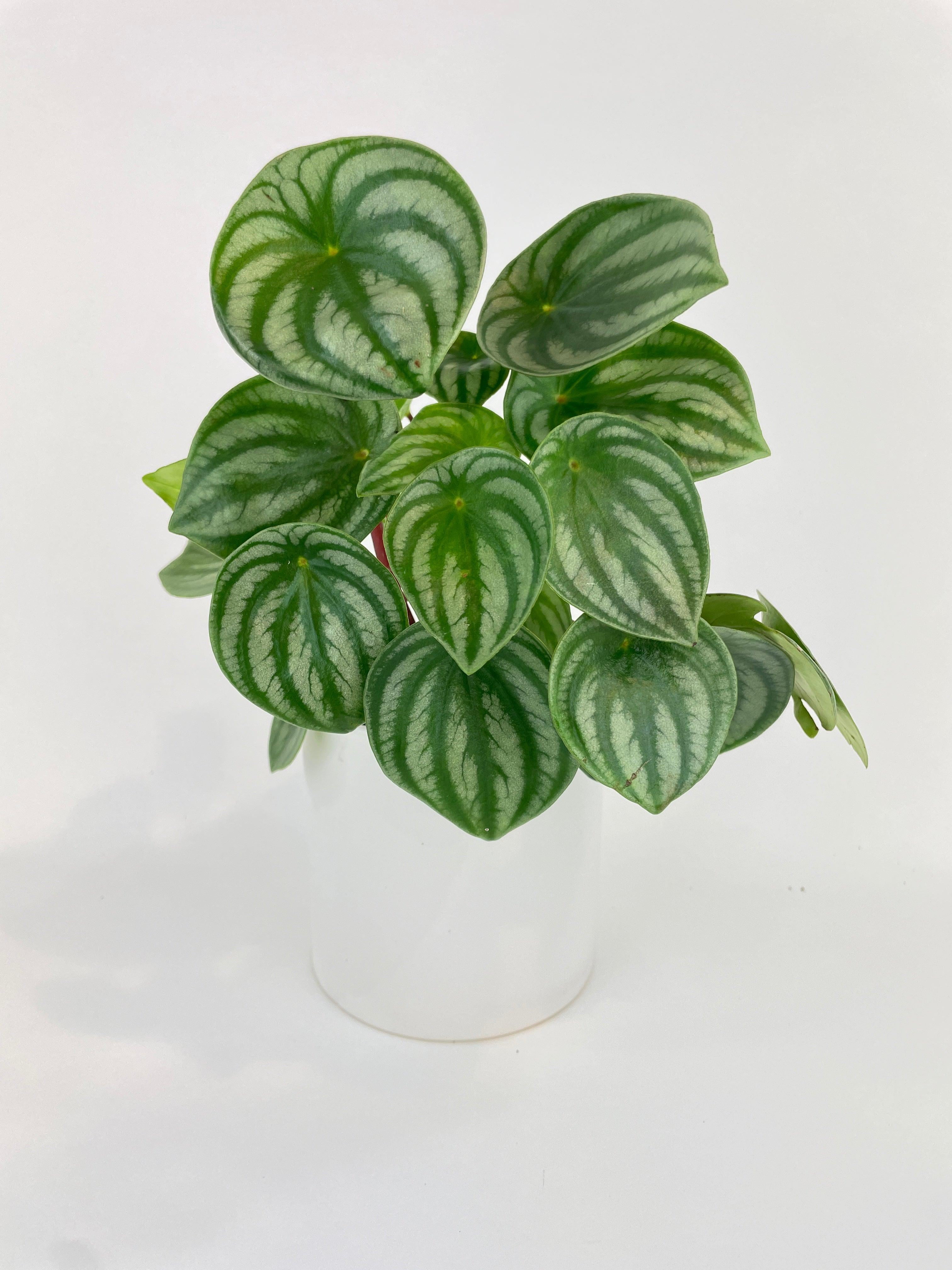 Bumble Plants Watermelon Peperomia Argyreia - Full Live Colorful Houseplant in Nursery Pot, Easy Care, Indoor Plant for Beginners