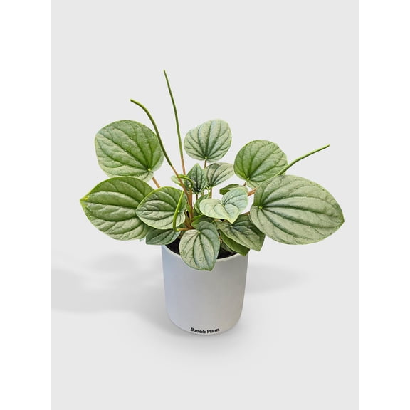 Bumble Plants Peperomia Frost Silver Watermelon - Full Live Colorful Houseplant in Nursery Pot, Easy Care, Indoor Plant for Beginners