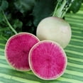 thumbnail image 1 of Watermelon Radish Seeds - 5 g ~470 Seeds - Non-GMO, Open Pollinated, Heirloom, Vegetable Gardening Seeds, 1 of 2