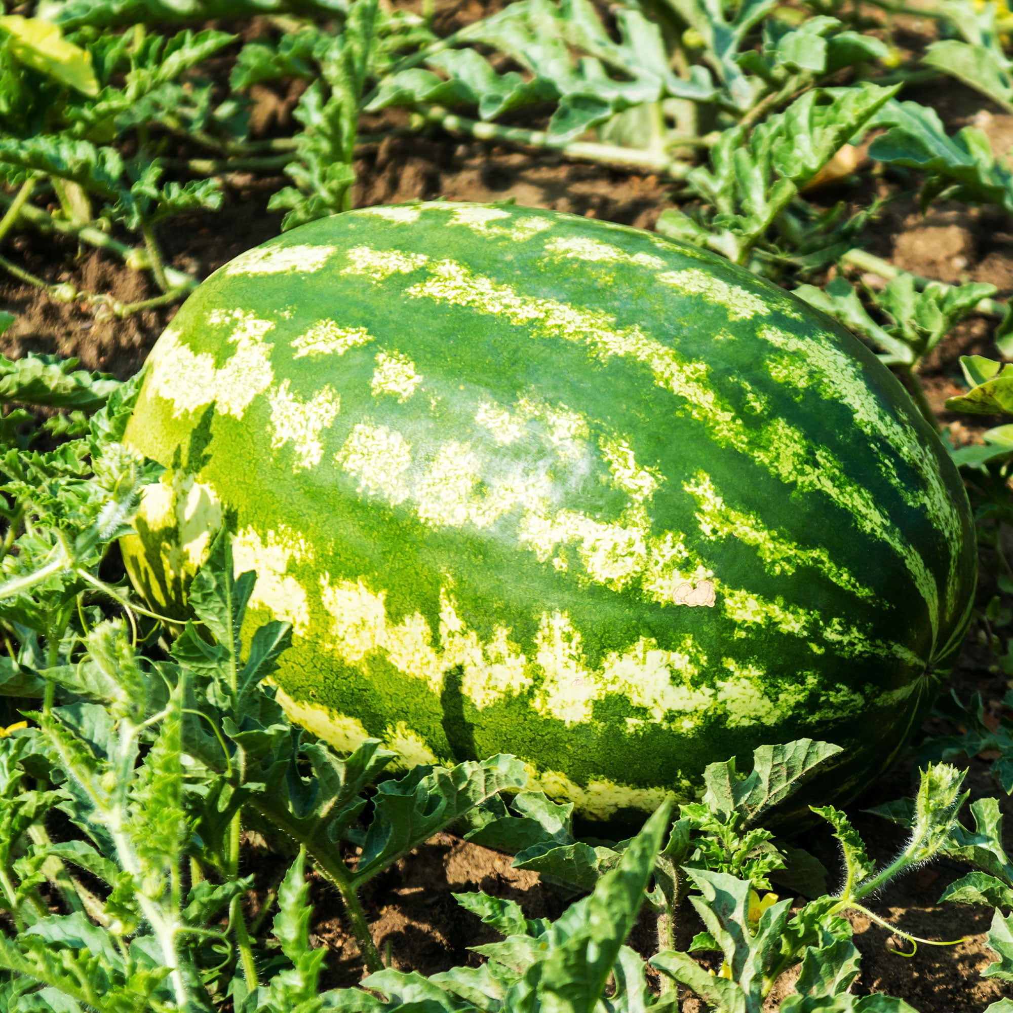 Watermelon Seeds - All Sweet - 1 Lb ~6,400 Seeds - Citrullus lanatus - Farm & Garden Vegetable / Fruit Seeds - Non-GMO, Heirloom, Open Pollinated, Annual
