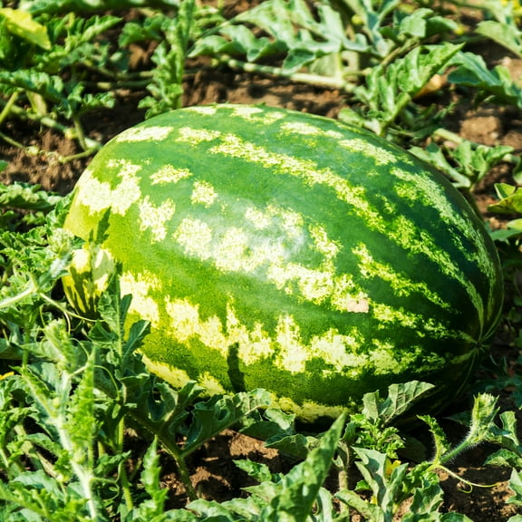 Watermelon Seeds - All Sweet - 1 Lb ~6,400 Seeds - Citrullus lanatus - Farm & Garden Vegetable / Fruit Seeds - Non-GMO, Heirloom, Open Pollinated, Annual
