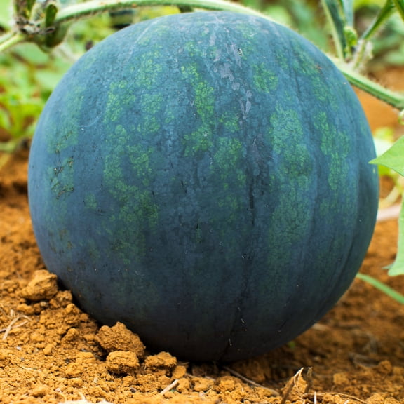 Watermelon Seeds - Black Diamond - 1 Oz ~400 Seeds - Citrullus lanatus - Farm & Garden Vegetable / Fruit Seeds - Non-GMO, Heirloom, Open Pollinated, Annual