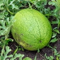 thumbnail image 1 of Watermelon Seeds - Greybelle - 4 Oz ~1680 Seeds - Citrullus lanatus - Non-GMO, Open Pollinated - Fruit Gardening, 1 of 7