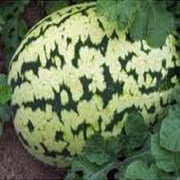 Watermelon Seeds, Klondike Striped Blue Ribbon, Heirloom, 100 Seeds, Sweetest