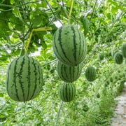 Watermelon Seeds - Peacock Improved - 3 g Packet ~40 Seeds - Citrullus lanatus - Non-GMO, Open Pollinated - Fruit Gardening