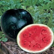 Watermelon, Sugar Baby, Heirloom, 200 Seeds, Small, Sweet N Delicious
