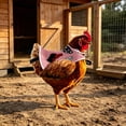 thumbnail image 1 of Waterproof Chicken Saddle for Hens, Chicken Apron for Hens with Elastic Straps, Breathable & Washable Feather Protection Vest for Broody Hens or Molting, Easy to Clean, 1 of 6