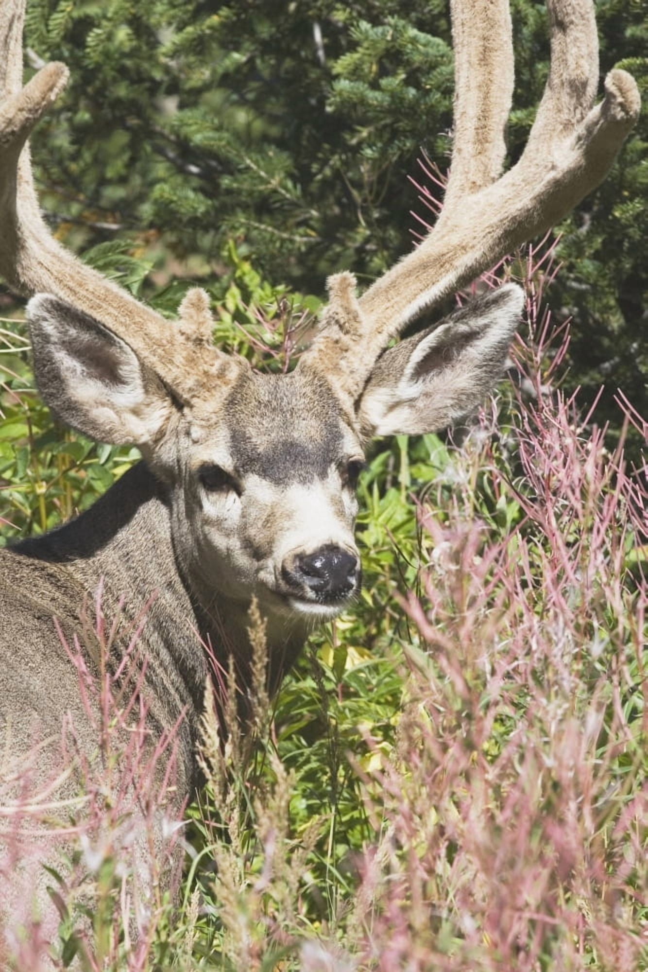 Waterton National Park Alberta Canada Deer In A Mountain Meadow Canvas Art - Michael Interisano Design Pics (12 x 19)