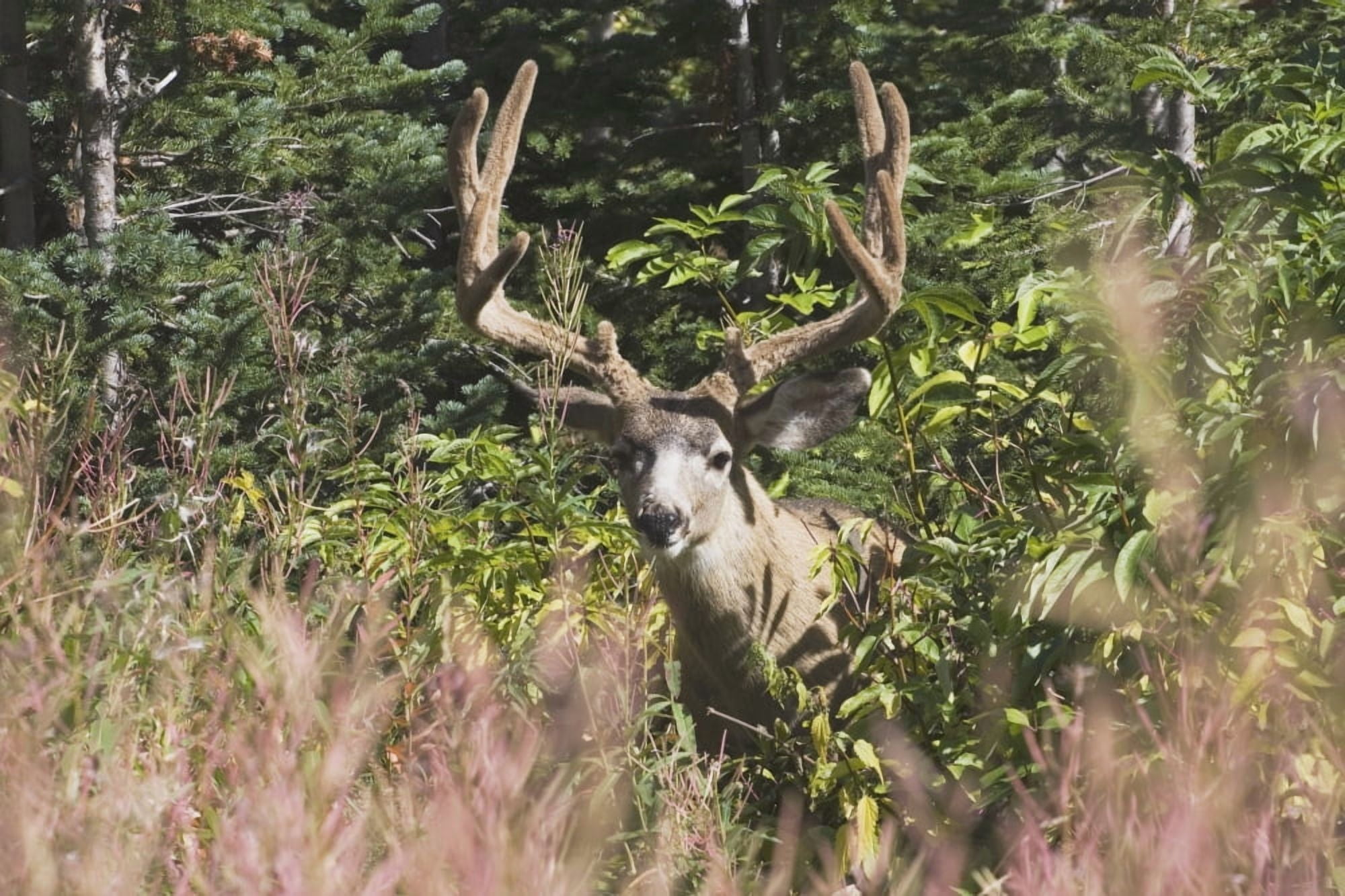 Waterton National Park Alberta Canada Deer In A Mountain Meadow Canvas Art - Michael Interisano Design Pics (19 x 12)