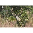 thumbnail image 1 of Waterton National Park Alberta Canada - Deer In A Mountain Meadow Poster Print, 38 x 24, 1 of 1