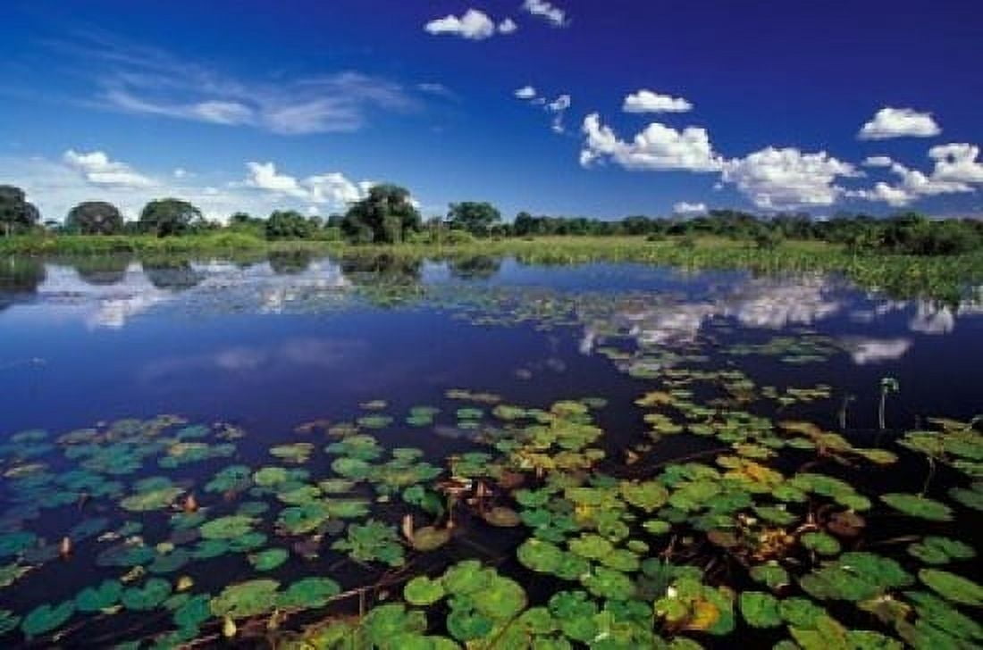 Waterways in Pantanal Brazil Canvas Art - Darrell Gulin DanitaDelimont (36 x 24)