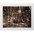 thumbnail image 1 of Watkins, Carleton 24x19 White Modern Wood Framed Museum Art Print Titled - The Grizzly Giant - 33 feet diameter - with Galen Clark, MariVintagea Grove, Yosemite, California,, 1 of 4