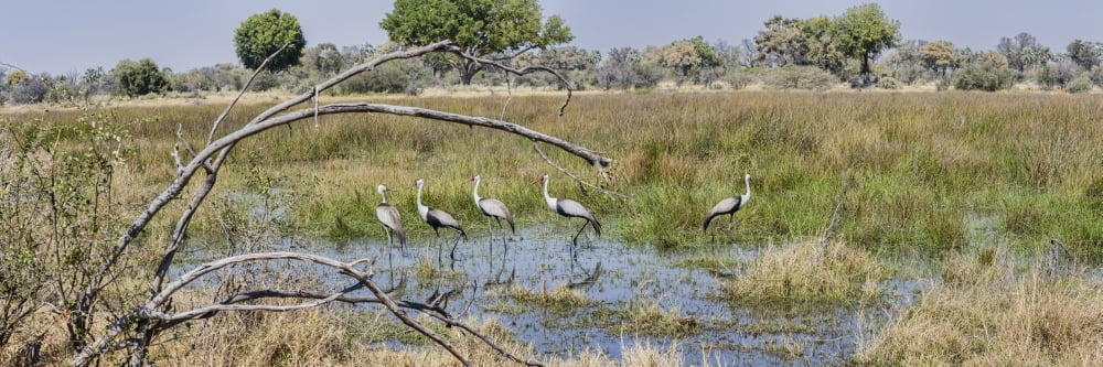 Wattled Cranes (Bugeranus carunculatus) at a pond Chitabe Okavango Delta Botswana Canvas Art - Panoramic Images (36 x 12)