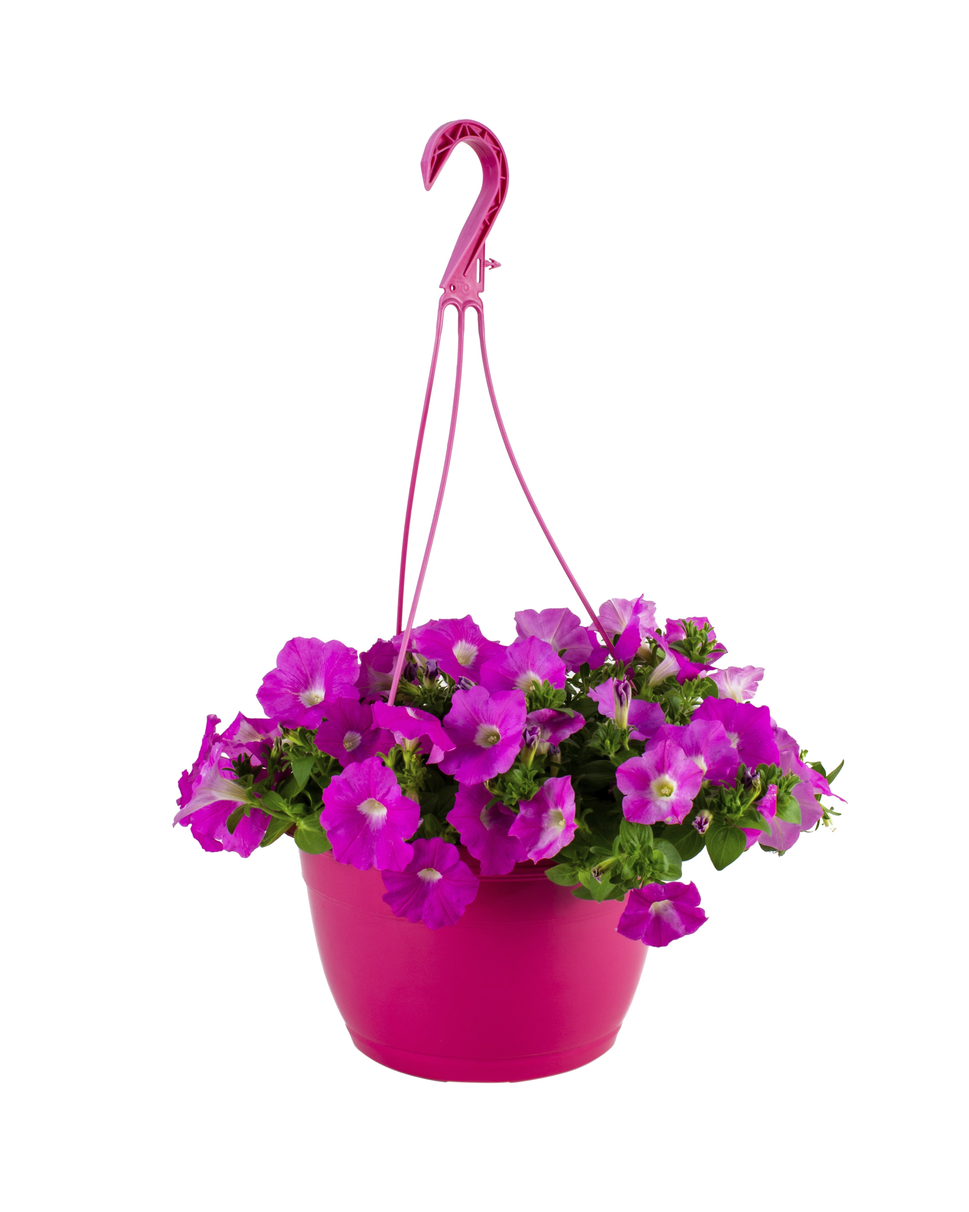 Wave 1.5gal Pink Petunia Live Annual Plant Hanging Basket Sun