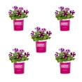 thumbnail image 1 of Wave 1QT Purple White Petunia Live Annual Plant Sun 5-Pack, 1 of 7