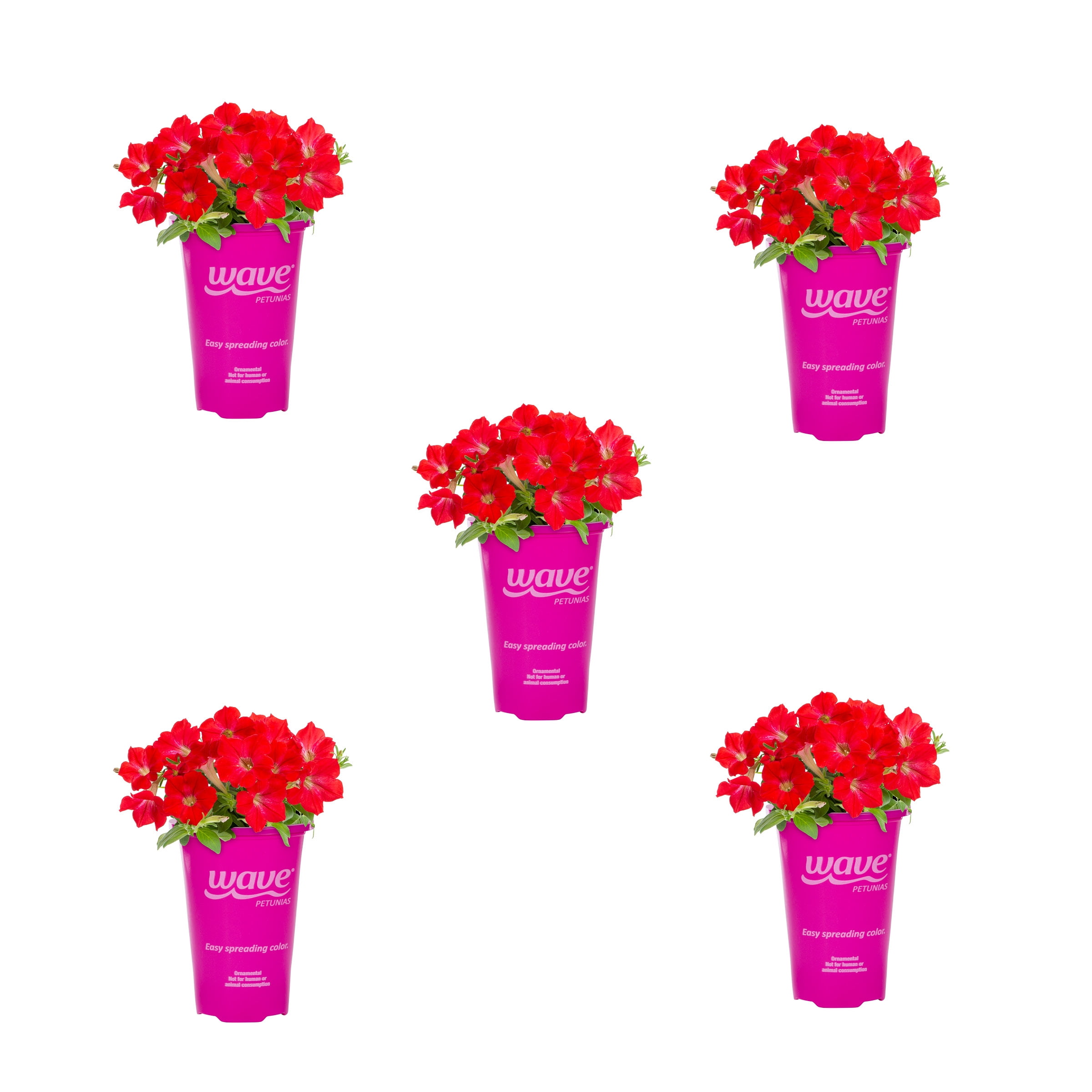 Wave 1.5PT Red Petunia Live Annual Plant Sun 5-Pack