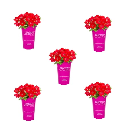 Wave 1.5PT Red Petunia Live Annual Plant Sun 5-Pack