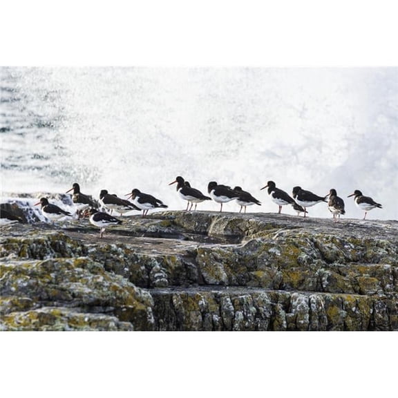 Wave Crashing Into Rocks with A Row of Oystercatchers - Kilkee County Clare Ireland Poster Print - 19 x 12 in.