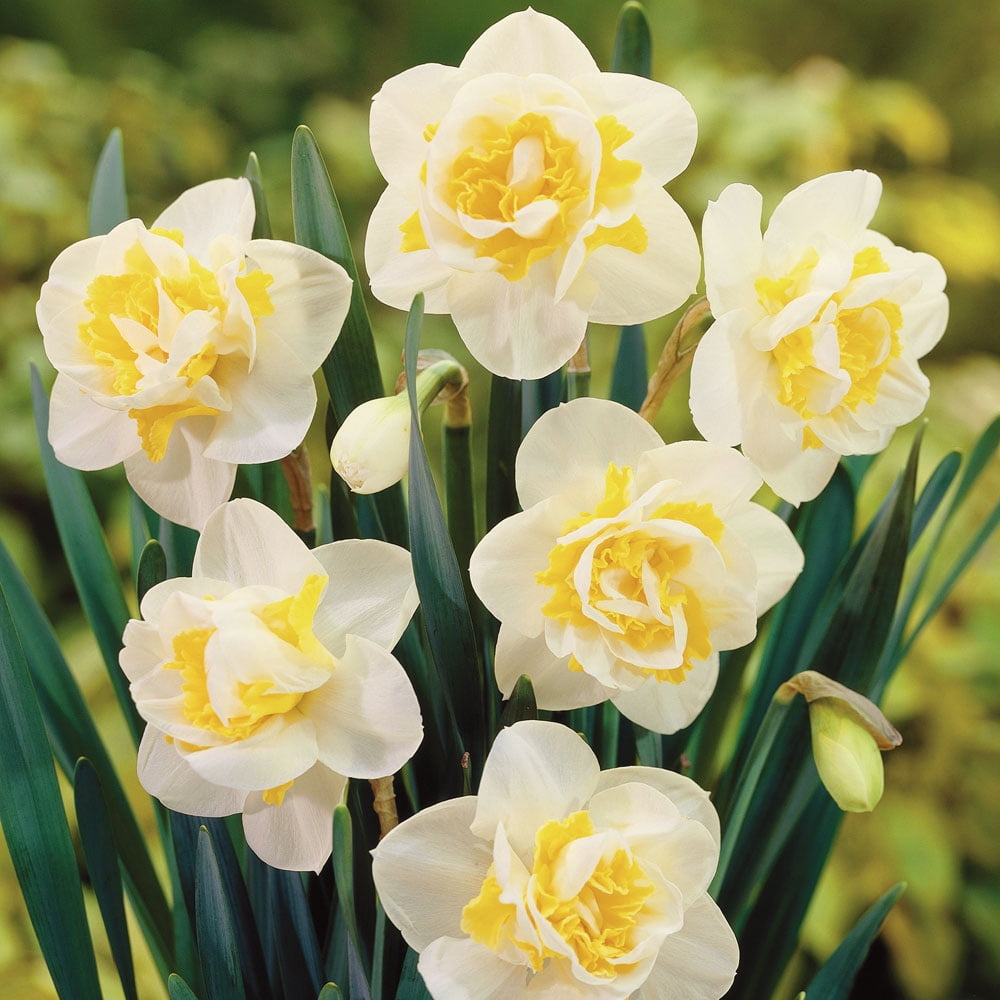 Wave Double Flowering Daffodil 5 Bulbs Deer Proof 14/16 cm Bulbs