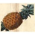 thumbnail image 1 of Wave-Leaved Pineapple, Ananas Debilis Poster Print By ® Florilegius Mary Evans (36 X 24), 1 of 3