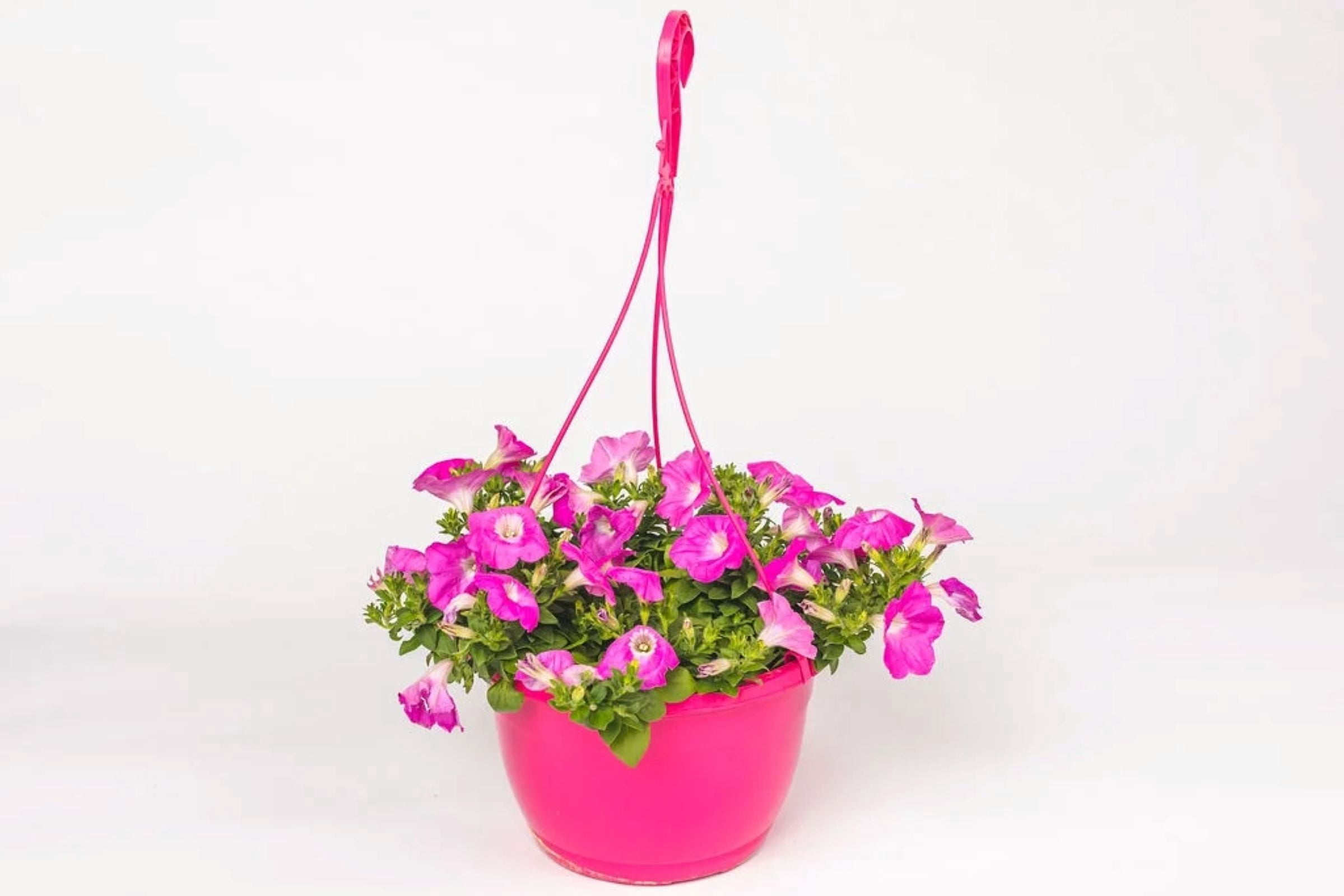 Wave Petunia 1.5 Gallon Pink Passion Pet-Friendly Live Flowering Annual Plant, Full Sun
