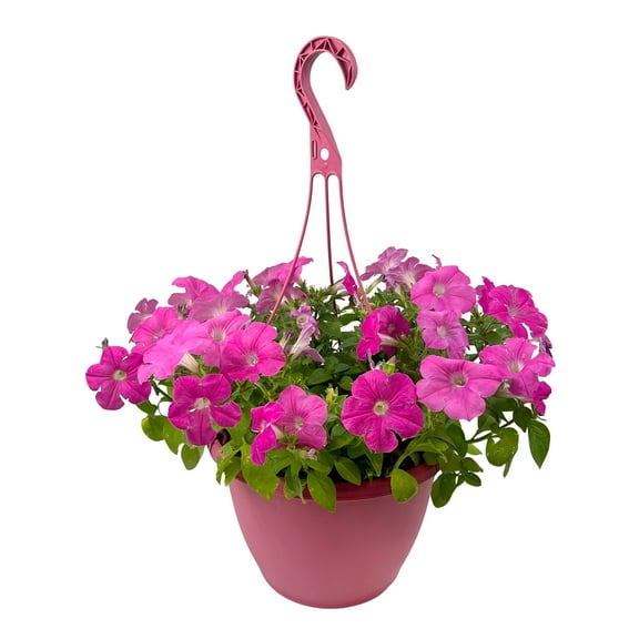 Wave Petunia 1.5G Pink Petunia Hanging Basket Live Plant Sun