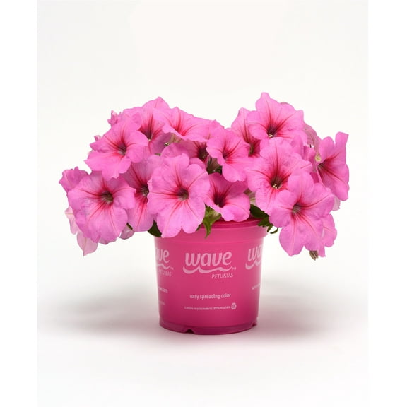 Wave Petunia 1QT Pink Petunia Live Plant Sun