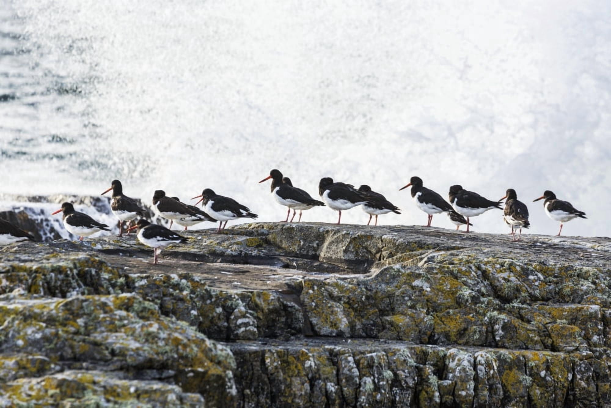 Wave crashing into rocks with a row of oystercatchers Kilkee County Clare Ireland Canvas Art - Michael Interisano Design Pics (38 x 24)