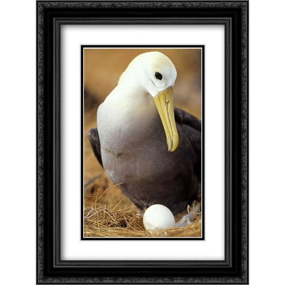 Waved Albatross incubating single egg, Galapagos Islands, Ecuador 2x Matted 18x24 Black Ornate Framed Art Print by De Roy, Tui