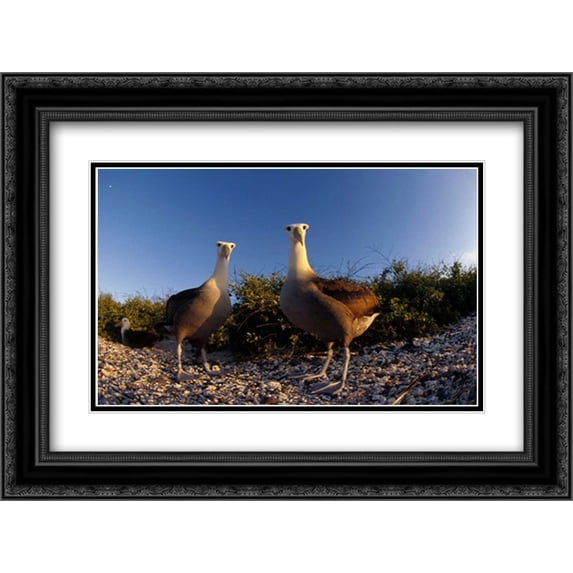 Waved Albatross pair in nesting colony, Galapagos Islands, Ecuador 2x Matted 24x18 Black Ornate Framed Art Print by De Roy, Tui