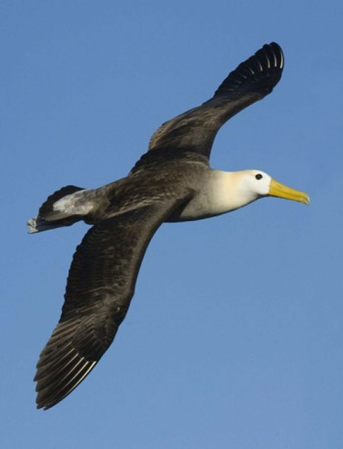 Waved albatross (Diomedea irrorata) flying in the sky Galapagos Islands Ecuador Canvas Art - Panoramic Images (13 x 16)