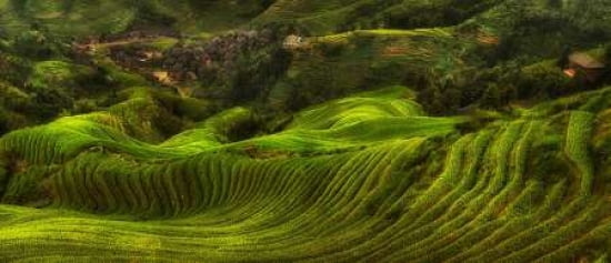 Waves Of Rice - The DragonS Backbone Canvas Art - Max Witjes (10 x 20)