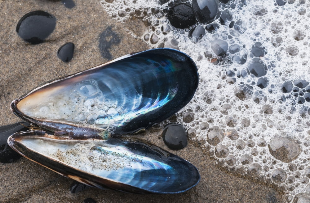 Waves Wash Over A Blue Mussel (Mytilus Edulis) Shell On The Beach Cannon Beach Oregon United States Of America Canvas Art - Robert L Potts Design Pics (38 x 24)